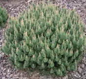     Pinus mugo 'Humpy'